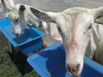 Caprikorn goats